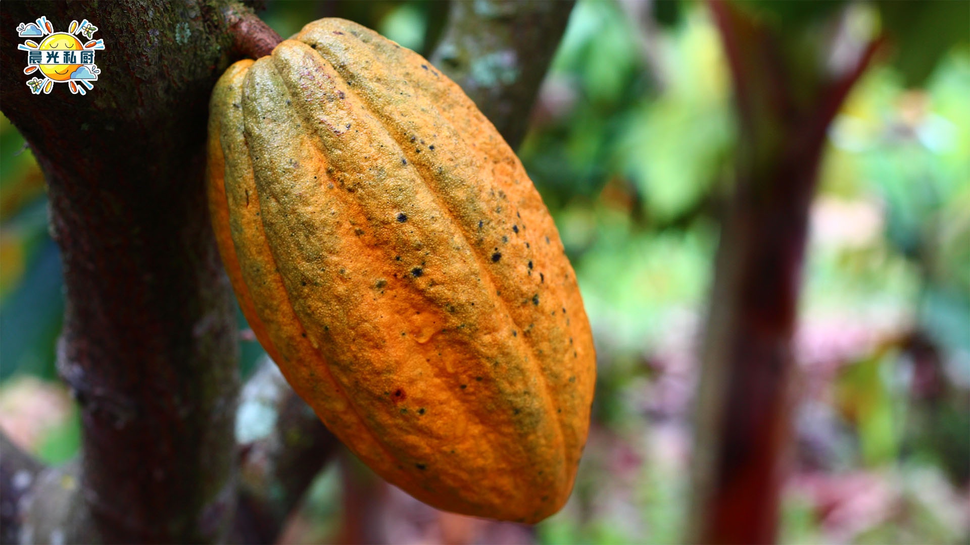 黑炭可可粉是不是纯天然的 用来替代竹炭粉 活性炭要注意些什么