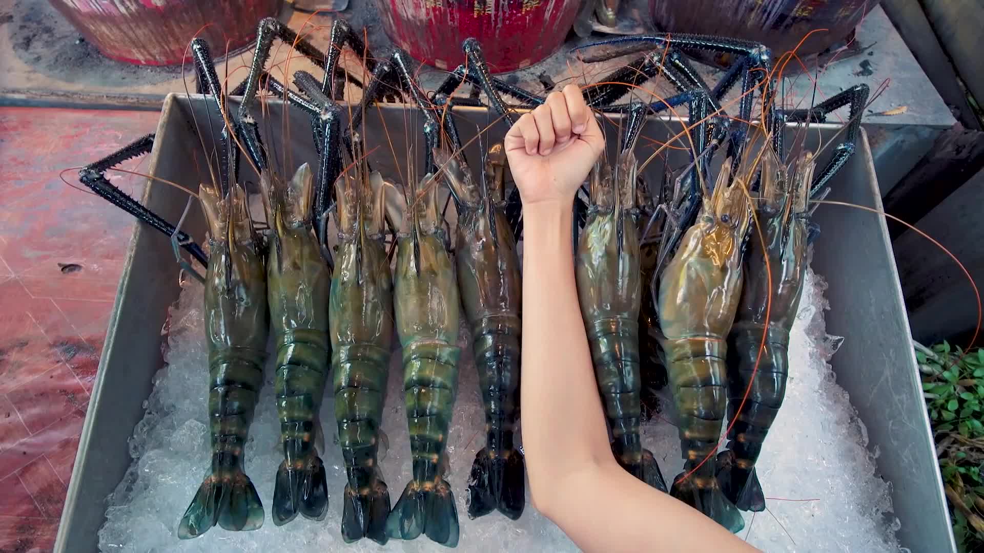 湄公河大虾泛滥成灾,一只长达半米,为何中国吃货认怂不敢吃?