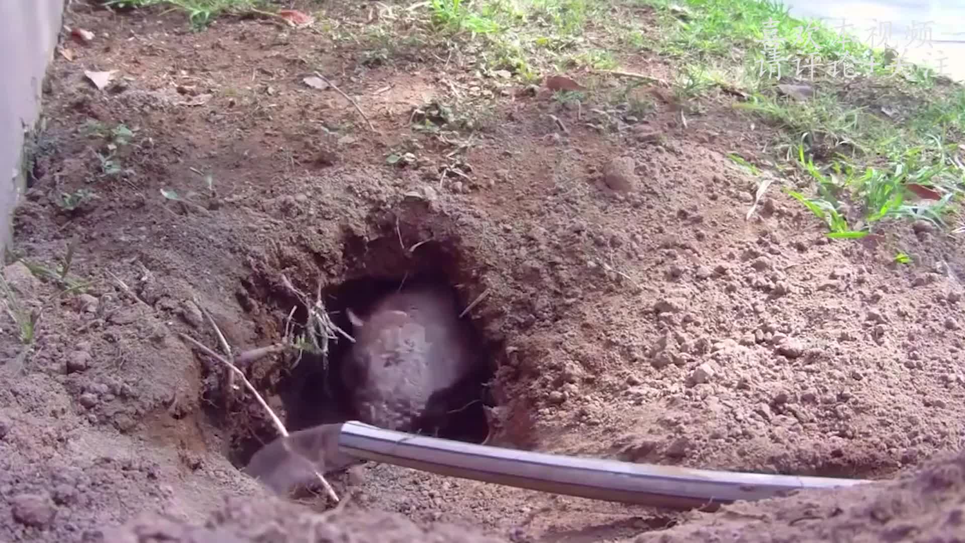 穿山甲挖洞速度有多快?要不是镜头拍下,根本没人敢信!