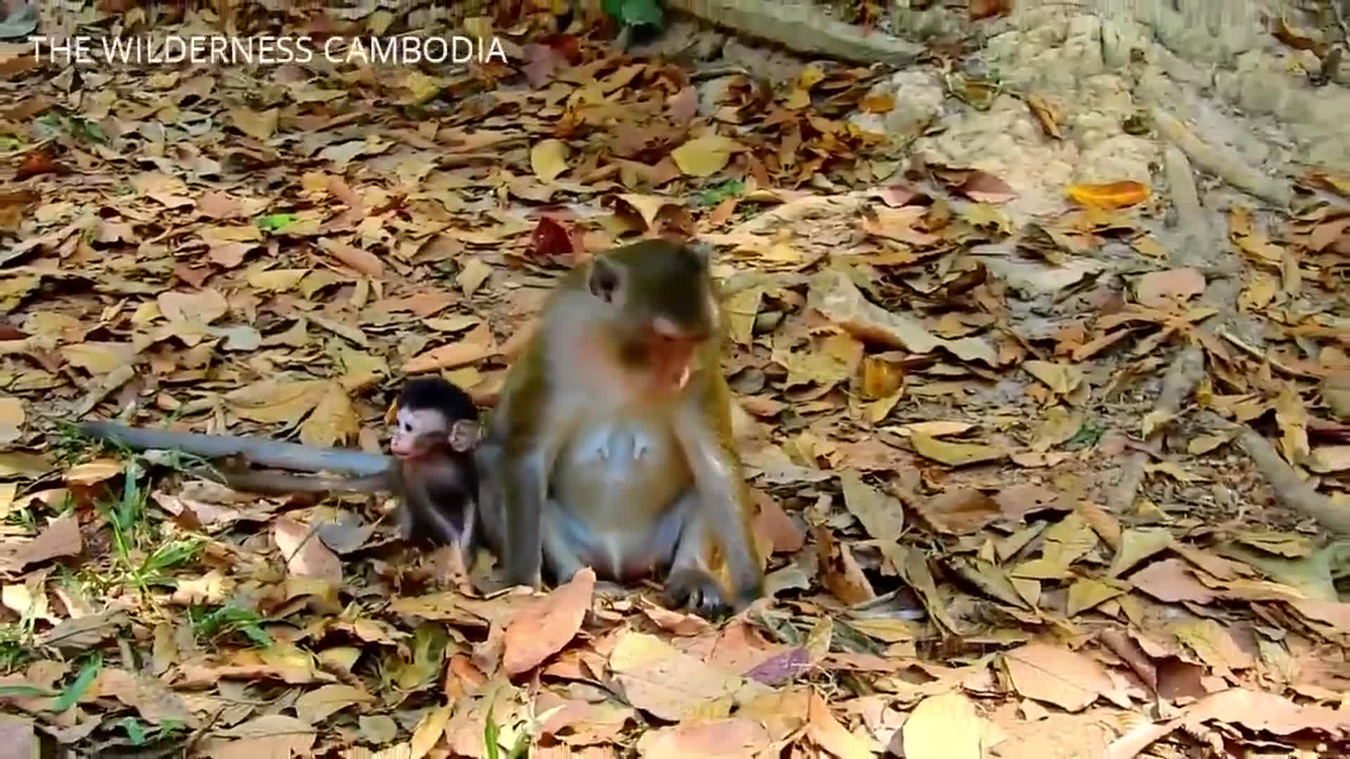 猴子一脸惊恐看着妈妈，妈妈：您什么时候对我停止仇恨！