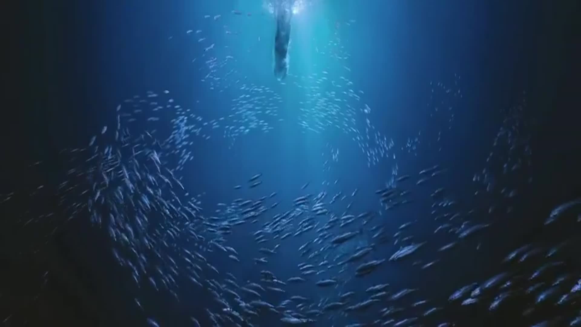 一出好戏:王宝强被人追赶,失足掉入海中,看到船只经过终于安心