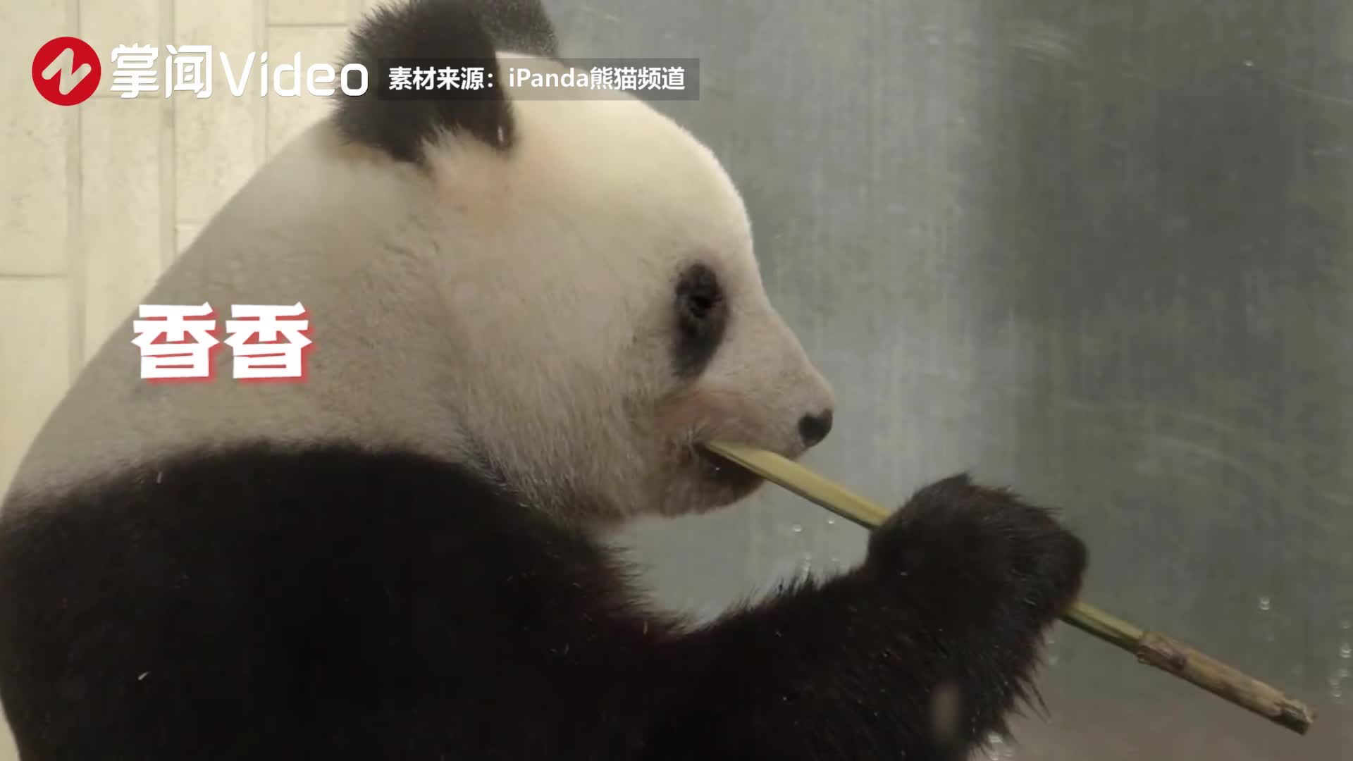 网友呼吁接回旅美大熊猫丫丫,当地网友:中国领事馆的人已经到了_新浪新闻
