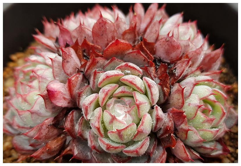 多肉爱斯诺颜色红红的,叶片裹得紧紧的,像不像一盘小包子?