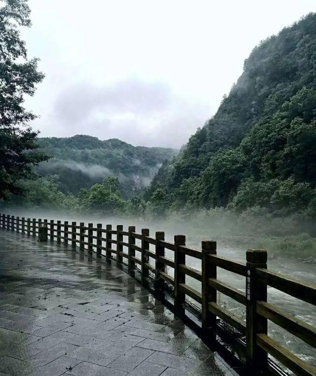 雨中漫步,森林的味道_高清图集_新浪网