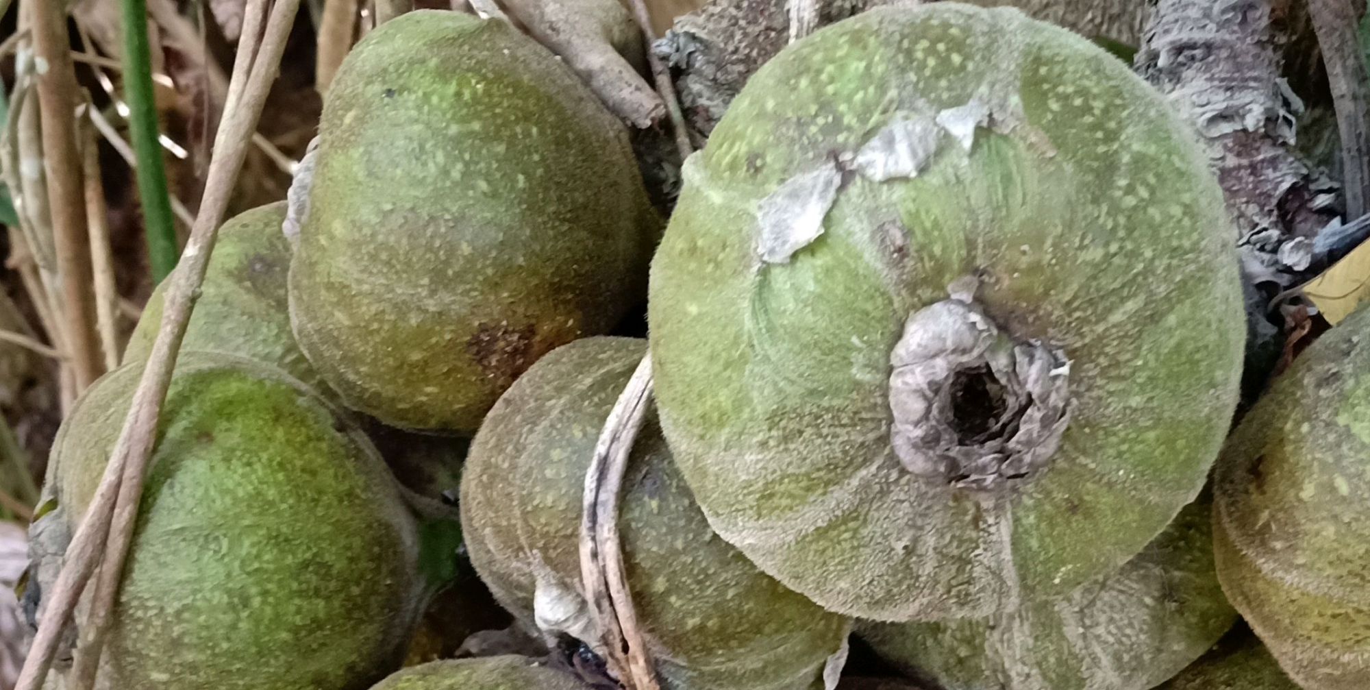 长在深山里的云南野生无花果_高清图集_新浪网