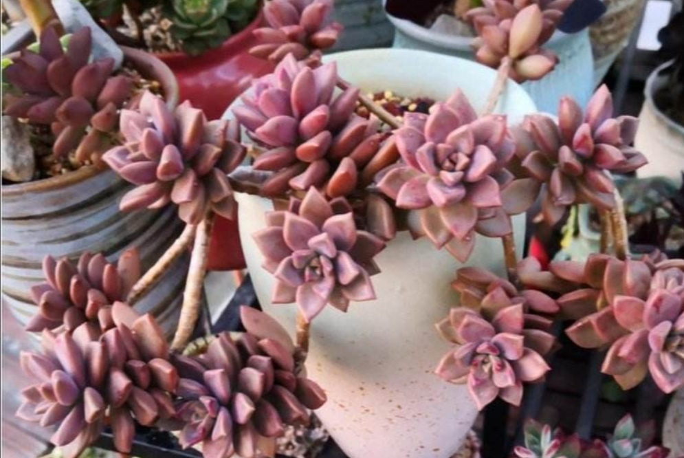 养多肉姬胧月掌握好养护方法养成漂亮的老桩盆景