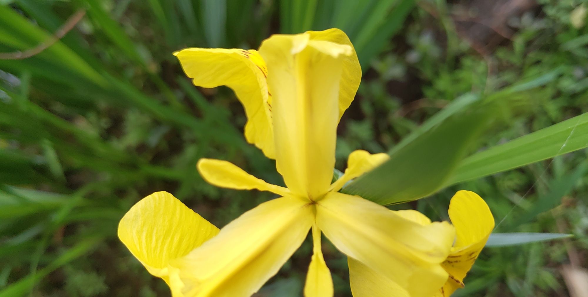 春日游湖 巧遇新花 春日游湖 巧遇新花