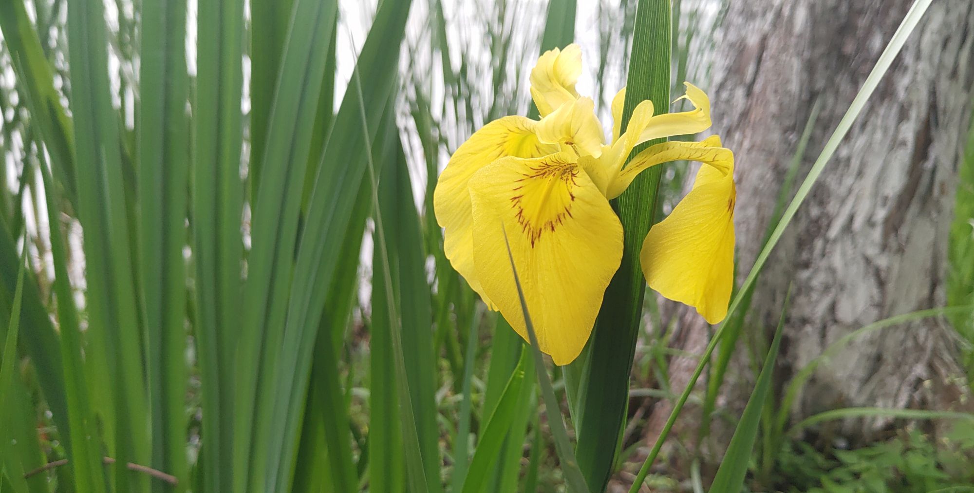 春日游湖 巧遇新花 春日游湖 巧遇新花