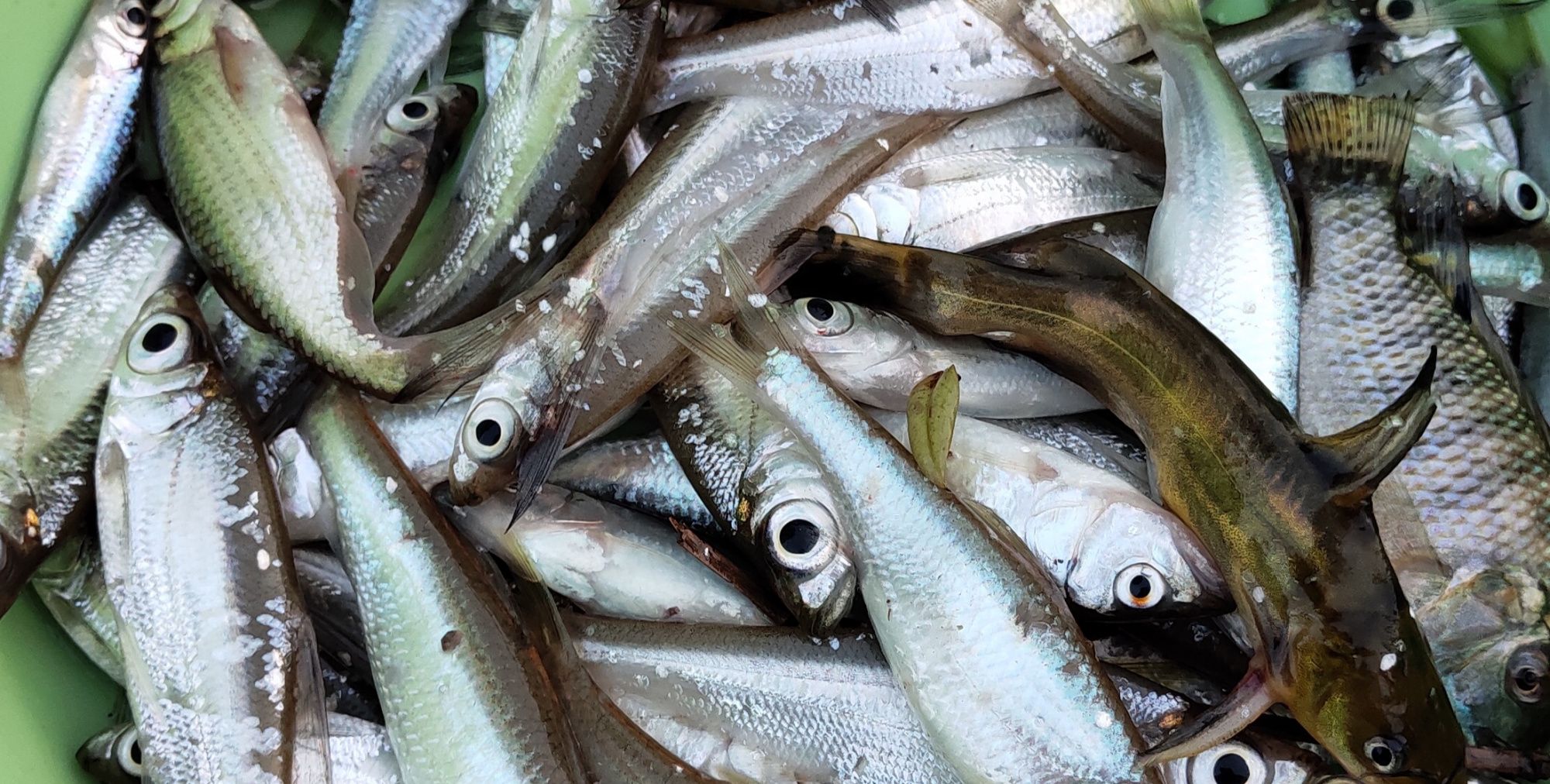 深山探钓,收获一斤小野鱼,下酒的好菜