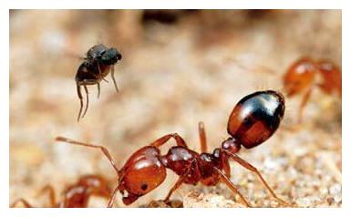 紧急提醒:发现这种黄花,立即上报!河南多地已出现!休闲区蓝鸢梦想 - Www.slyday.coM 紧急提醒:发现这种黄花,立即上报!河南多地已出现!休闲区蓝鸢梦想 - Www.slyday.coM