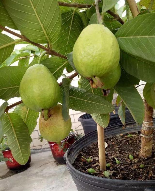 番石榴的籽也可以用来栽种成小盆栽,方法也比较简单.