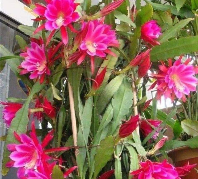 养令箭荷花,只长叶子不开花,做好4点,花苞多,花开成大花球