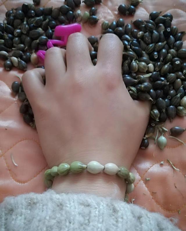 草珠子,农村娃最稀罕的装饰品,80后的你一定认识|草珠子|薏米|手链