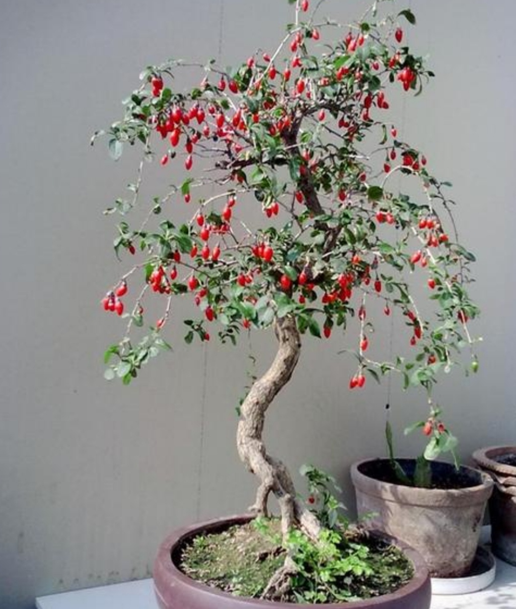 枸杞,简单几步制作成盆景,秋天挂满喜庆"红果子"