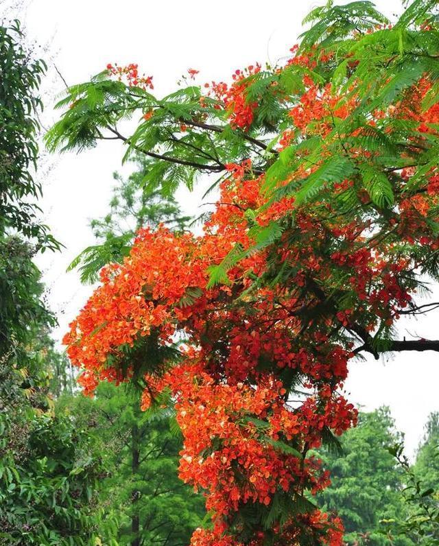 世界名树凤凰树__财经头条