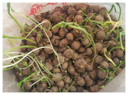 麻芋子的根部不能够食用,而且有较强的毒性,牲畜也不能误食.