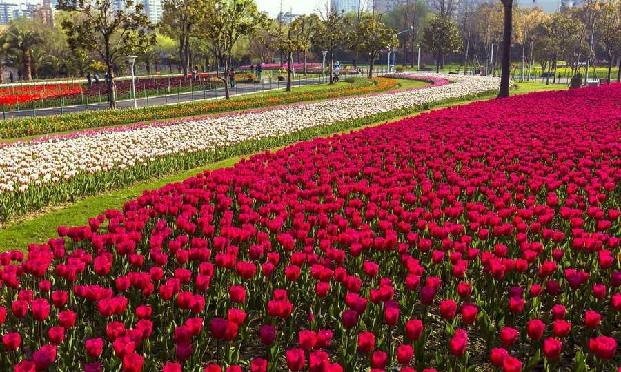 以花为媒的昆明,以"世界春城花都"为城市名片的春城