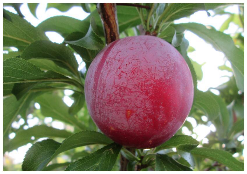 恐龙蛋李子苗 恐龙蛋李子树苗 恐龙蛋李特性__财经头条