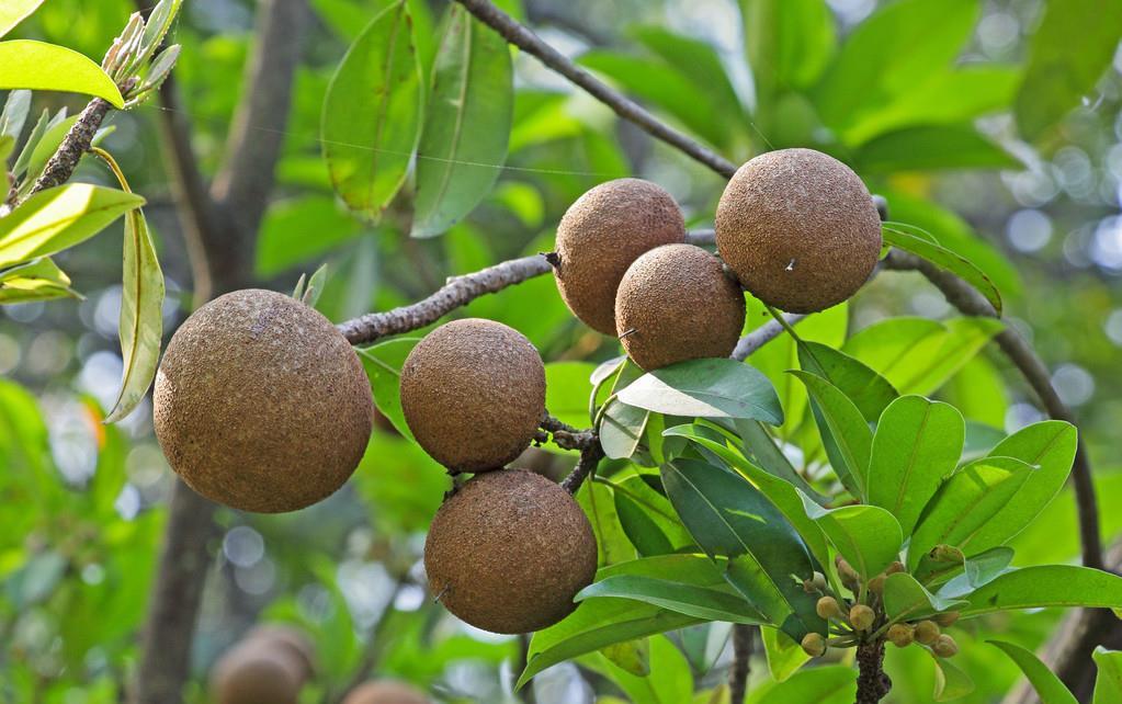 在家栽种人心果,繁殖有三种方法,做好管理一样收获到果实_高清图集