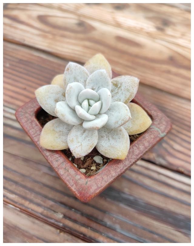 雪莲 我真的是太优秀了 这些热门的品种都和我有关