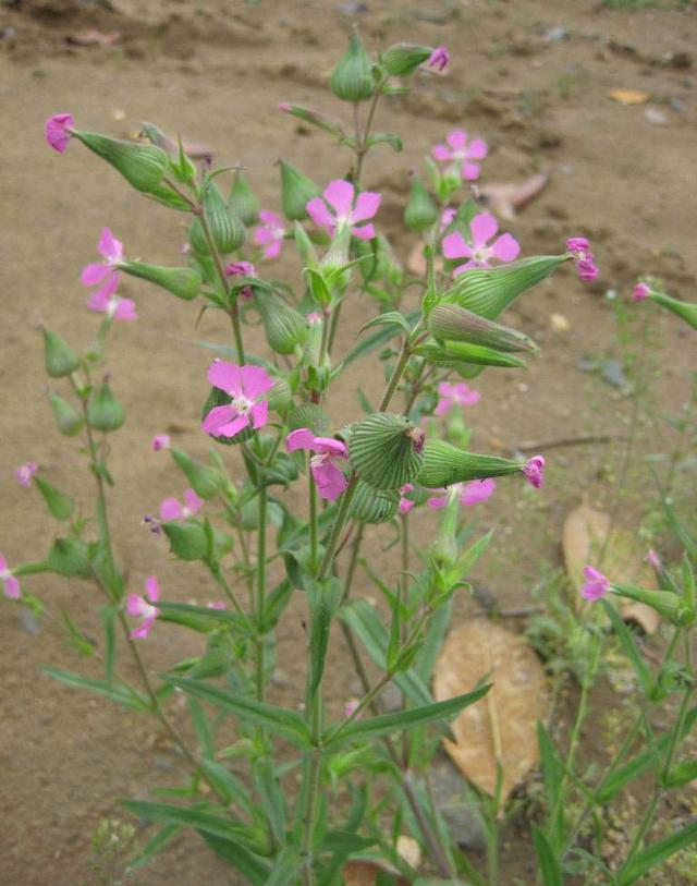 它是月经不调"特效药",营养高口感好,却被当害草除掉,可惜了__财经