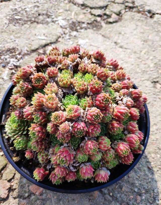 这3种“花”，比兰花漂亮，比绿萝好养，冬季照样开爆盆，超棒！休闲区蓝鸢梦想 - Www.slyday.coM