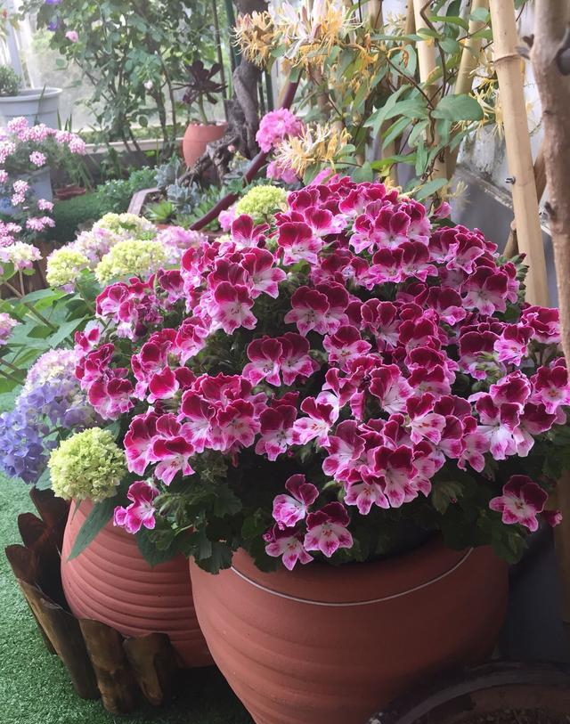 养花肥料别多买,3种就足够,轮流用1年,繁花似锦,养出小花园休闲区蓝鸢梦想 - Www.slyday.coM 养花肥料别多买,3种就足够,轮流用1年,繁花似锦,养出小花园休闲区蓝鸢梦想 - Www.slyday.coM