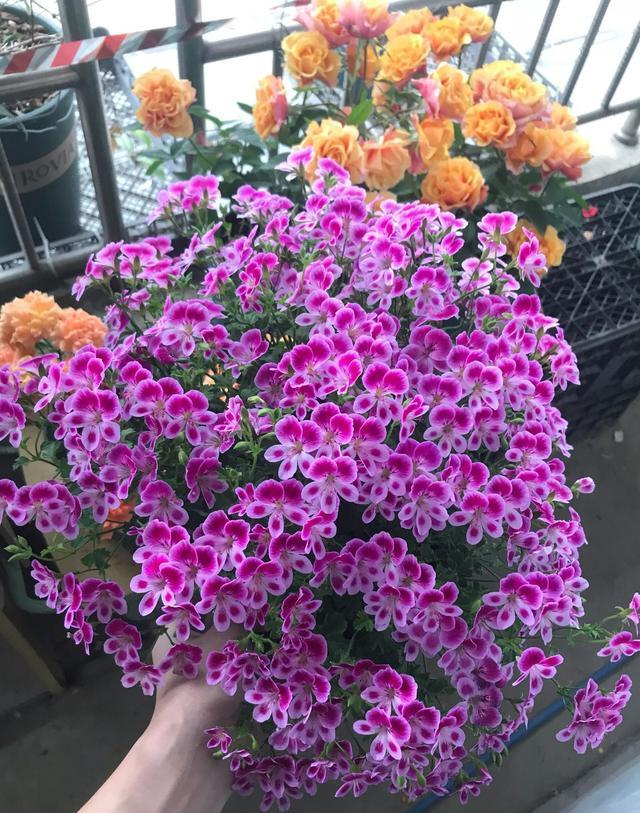 养花肥料别多买,3种就足够,轮流用1年,繁花似锦,养出小花园休闲区蓝鸢梦想 - Www.slyday.coM 养花肥料别多买,3种就足够,轮流用1年,繁花似锦,养出小花园休闲区蓝鸢梦想 - Www.slyday.coM