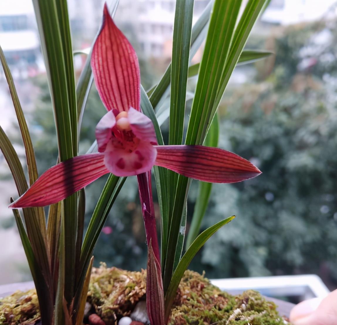 春兰名品"醉红素",红杆红花,花大出架,兰香浓郁,是养花首选