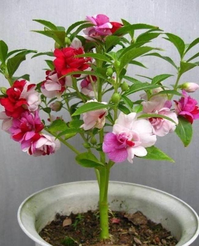 3种开运花 让你财运 福运 旺旺旺 幸运一整年