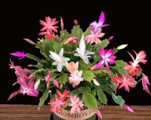 给蟹爪兰换盆,注意“细节”,换完快恢复,根壮叶肥早开花休闲区蓝鸢梦想 - Www.slyday.coM 给蟹爪兰换盆,注意“细节”,换完快恢复,根壮叶肥早开花休闲区蓝鸢梦想 - Www.slyday.coM