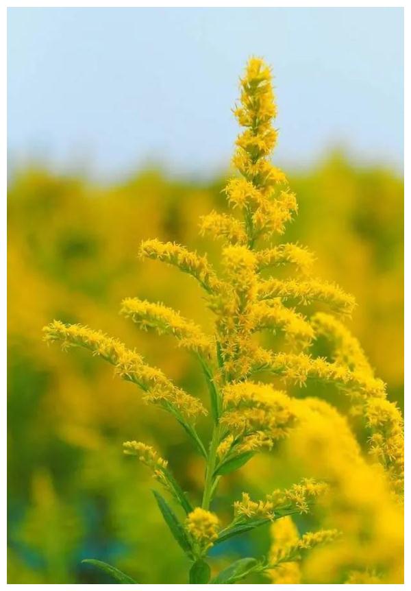 紧急提醒：发现这种黄花，立即上报！河南多地已出现！休闲区蓝鸢梦想 - Www.slyday.coM