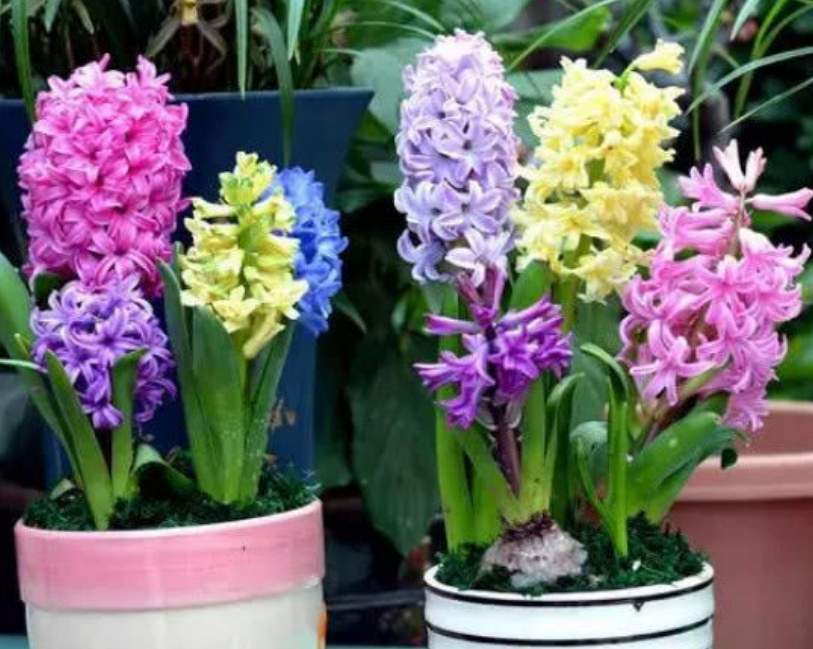 5种便宜花好养又漂亮年年开花不断养家里上档次