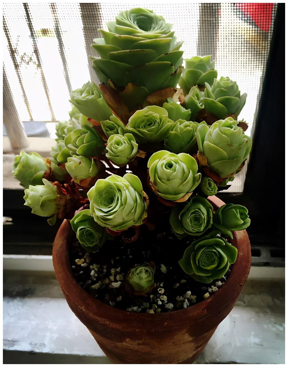 多肉植物爱休眠如何唤醒山地玫瑰做好这几步就行