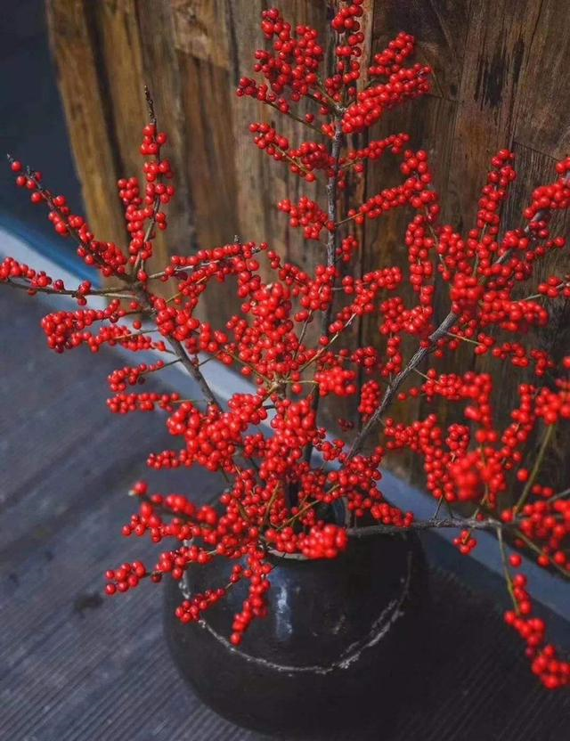 这3种“花”，比兰花漂亮，比绿萝好养，冬季照样开爆盆，超棒！休闲区蓝鸢梦想 - Www.slyday.coM