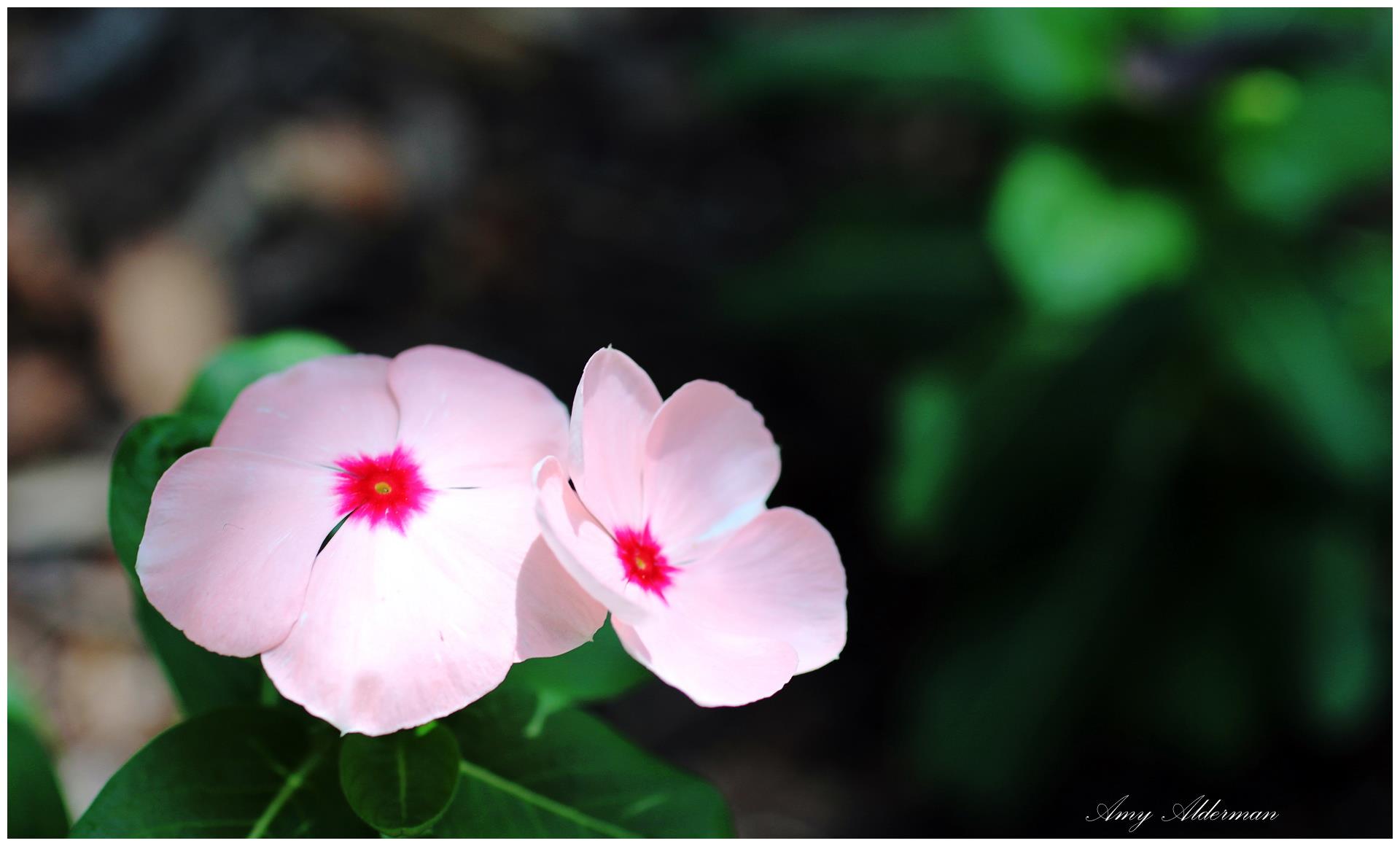 美食流行色的微博 微博