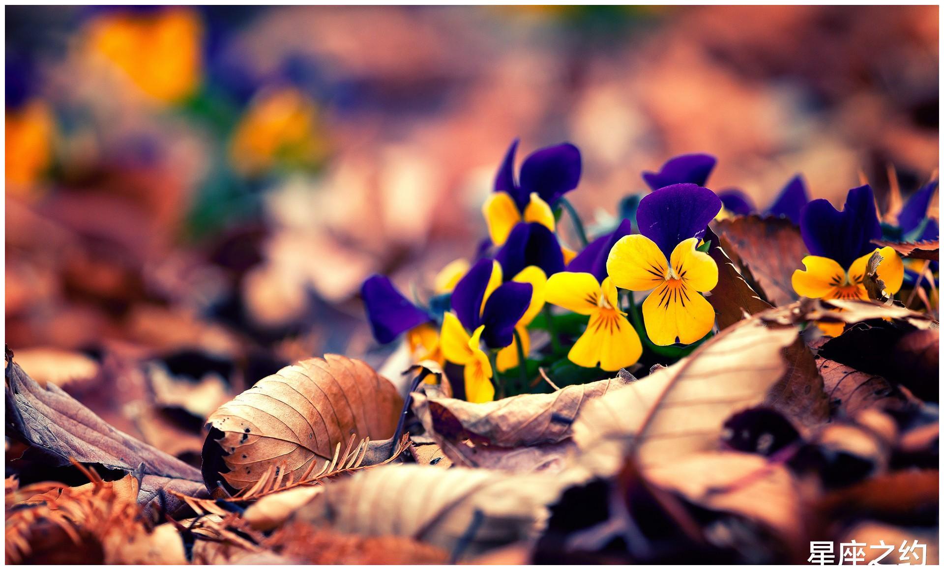 5月1日 10日星座运势 双子座斗志昂扬 水瓶座拼尽全力 财经头条