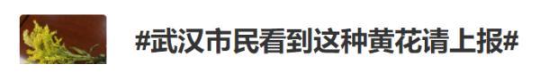 紧急提醒:发现这种黄花,立即上报!河南多地已出现!休闲区蓝鸢梦想 - Www.slyday.coM 紧急提醒:发现这种黄花,立即上报!河南多地已出现!休闲区蓝鸢梦想 - Www.slyday.coM