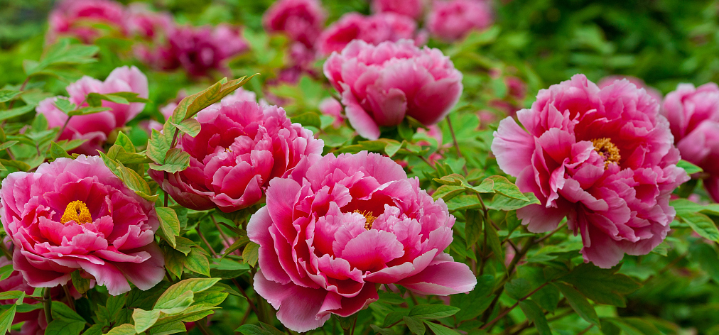 这四个地方的牡丹风景美如画