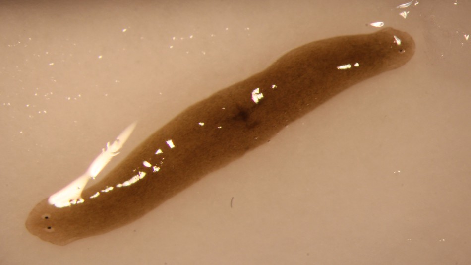 相册故事:一只动物就能凑齐的球赛和全体观众|涡虫|干细胞|再生_新浪