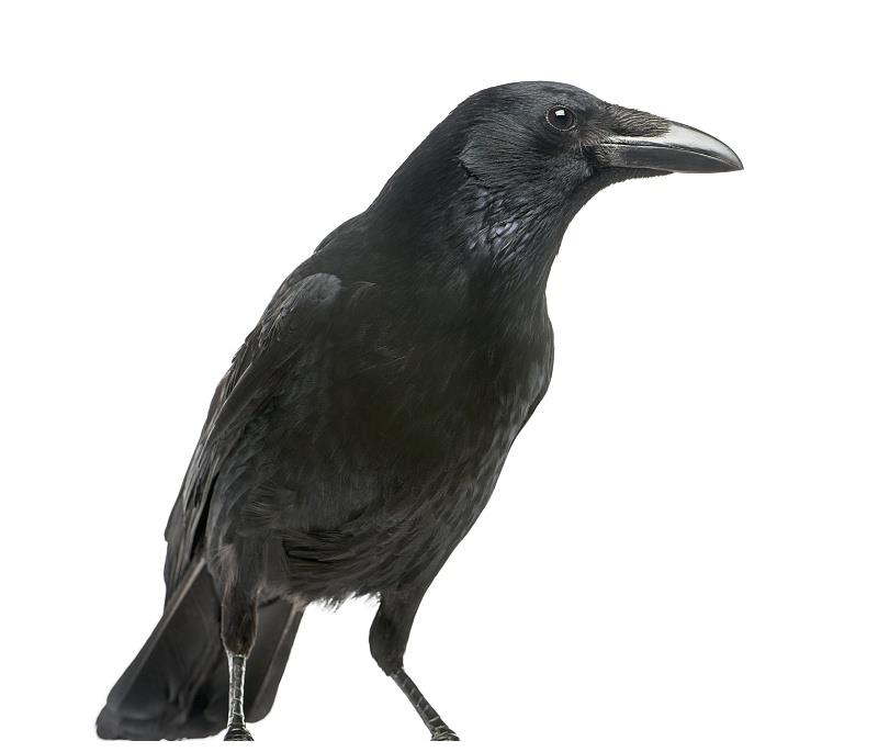 泄密的神鸦起义军为什么被歼灭乌鸦在其中发挥什么作用