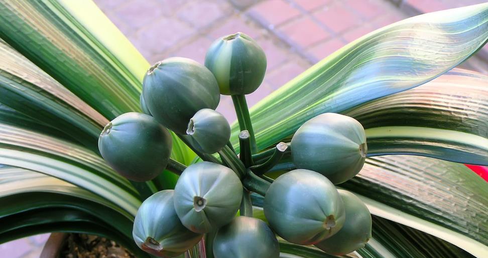 果实君子兰在开花之后,花朵授粉之后,会结果,果实成熟的时间很长,会