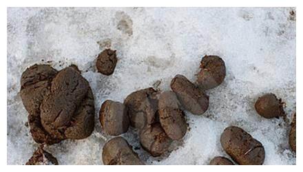 养兰大神出新招七分马粪三分河沙君子兰花箭出鞘