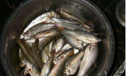 原产自我国，一天吃上千只蚊子，在国外泛滥成灾，我国38元1斤休闲区蓝鸢梦想 - Www.slyday.coM