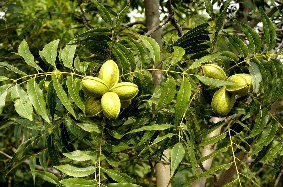 第三届中国全椒碧根果采摘节举办