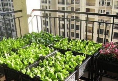 "阳台蔬菜"最厉害的种法,一年四季鲜蔬不断!