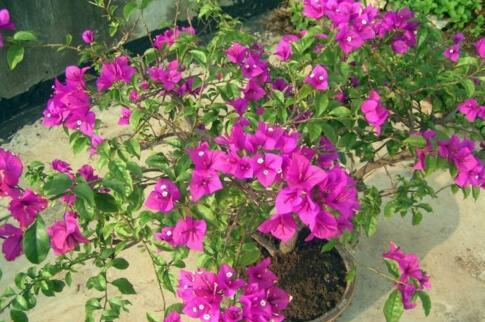 养三角梅,做到“3多、1控”,开完一茬又茬,一茬比一茬开得多休闲区蓝鸢梦想 - Www.slyday.coM 养三角梅,做到“3多、1控”,开完一茬又茬,一茬比一茬开得多休闲区蓝鸢梦想 - Www.slyday.coM