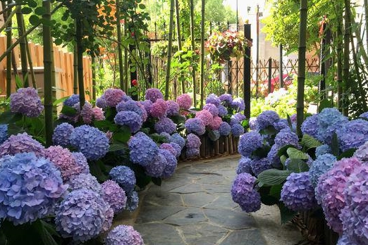 她在小道两旁种了一种花,1年后开满花朵,大家都夸美得像仙境|绣球花