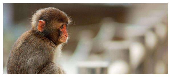 生肖猴:6月出门会遇到下面2个人,将是你一生真正的贵人!休闲区蓝鸢梦想 - Www.slyday.coM 生肖猴:6月出门会遇到下面2个人,将是你一生真正的贵人!休闲区蓝鸢梦想 - Www.slyday.coM