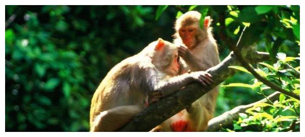 生肖猴:6月出门会遇到下面2个人,将是你一生真正的贵人!休闲区蓝鸢梦想 - Www.slyday.coM 生肖猴:6月出门会遇到下面2个人,将是你一生真正的贵人!休闲区蓝鸢梦想 - Www.slyday.coM